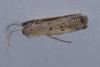 Phycitodes inquinatella